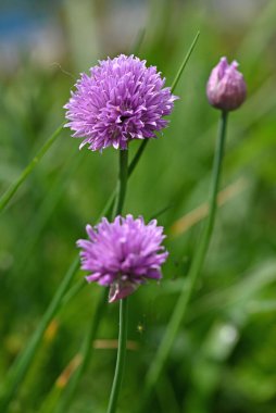 Purple Chives çiçekleri. Bahçede çiçek soğanları. Yüksek kalite fotoğraf