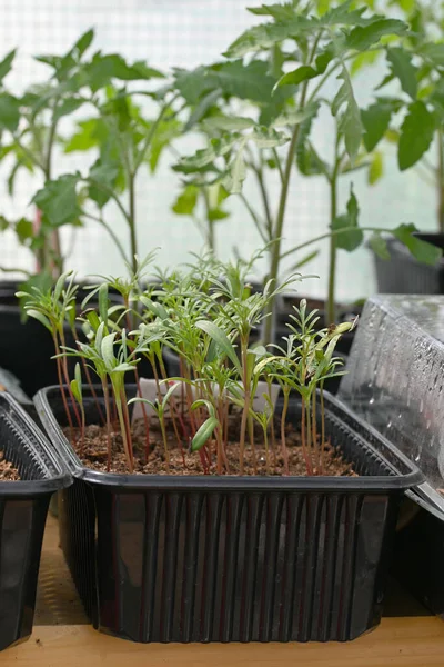 온실에 검은색 플라스틱 상자에 토마토 묘목을 심는다 고품질 — 스톡 사진
