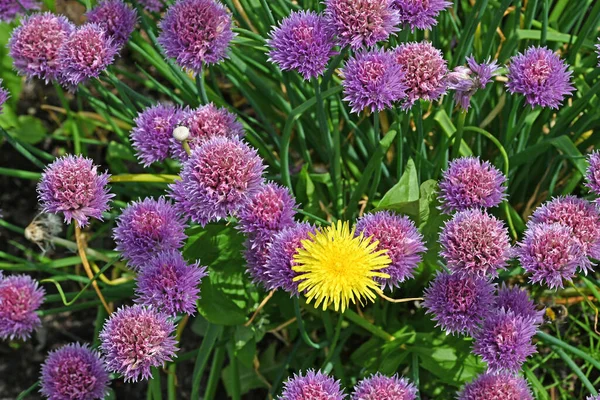 Purple chives with dandelion with yellow dandelion in the middle. High quality photo