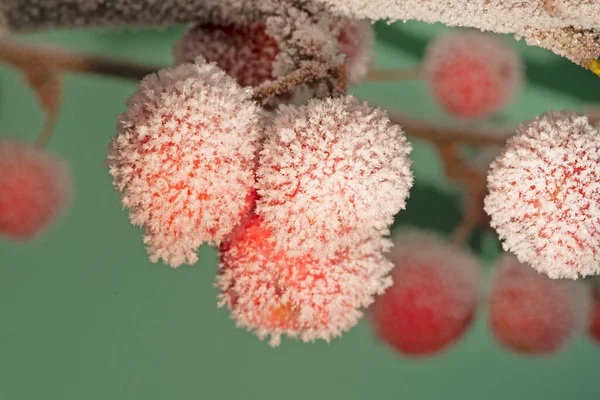 Червоні Декоративні Яблука Покриті Льодом Декоративні Гілки Яблуні Льодовиковій Глазурі — стокове фото