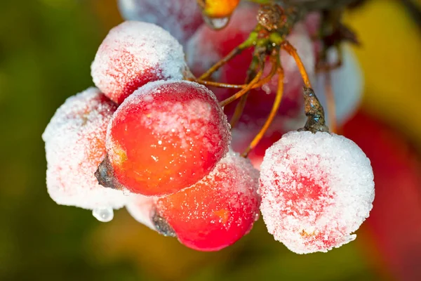 Red ornamental apples covered with ice. Decorative apple tree branches in ice glaze. High quality photo