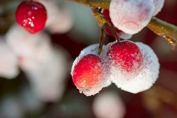 Czerwone Ozdobne Jabłka Pokryte Lodem Dekoracyjne Gałęzie Jabłoni Szkliwie Lodowym — Zdjęcie stockowe