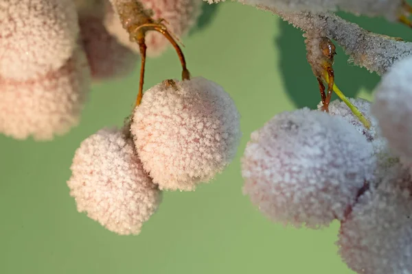 氷で覆われた赤い観賞用のリンゴ 氷釉中の装飾的なリンゴの木の枝 高品質の写真 — ストック写真