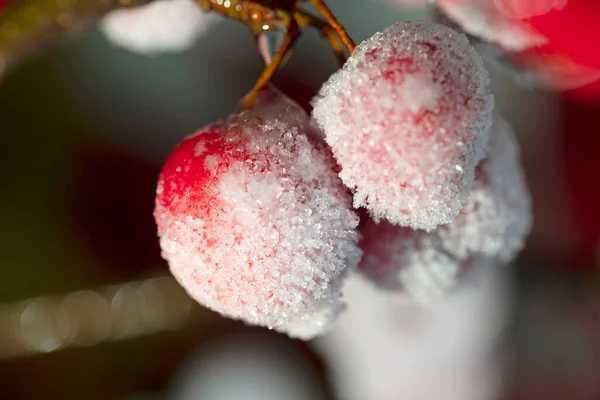 Červená Ornamentální Jablka Pokrytá Ledem Dekorativní Jabloně Větve Ledové Polevě — Stock fotografie