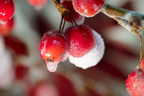 Red ornamental apples covered with ice. Decorative apple tree branches in ice glaze. High quality photo