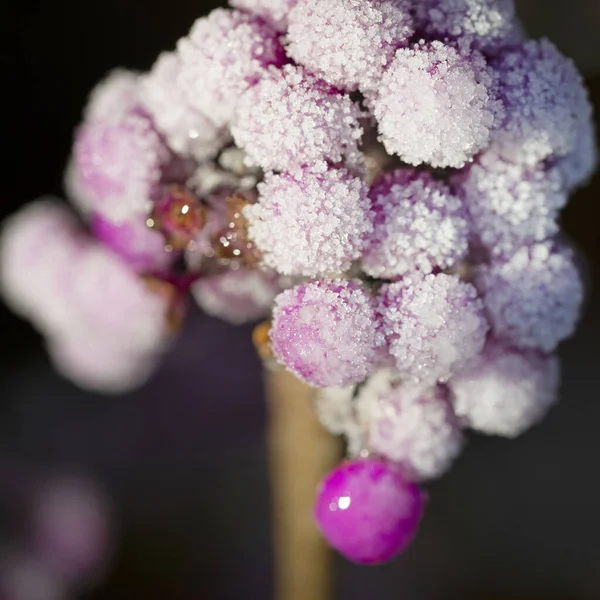 Śnieg Lód Pokryte Fioletowy Beautyberry Ogrodzie Wysokiej Jakości Zdjęcie — Zdjęcie stockowe