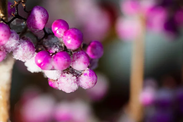 Сніг Лід Покриті Фіолетовою Красунею Саду Висока Якість Фото — стокове фото