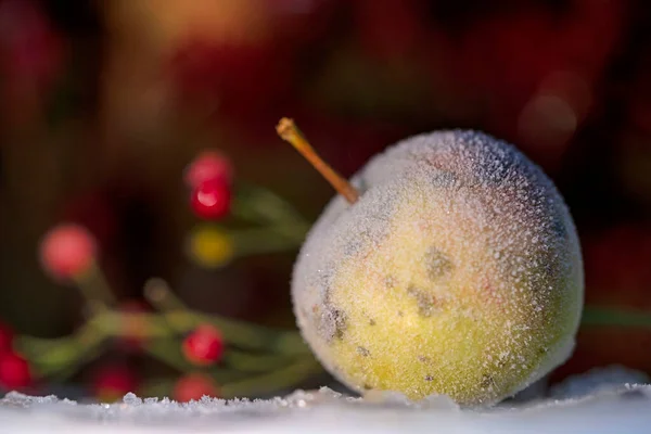 Las Manzanas Congeladas Yacen Nieve Durante Invierno Foto Alta Calidad — Foto de Stock