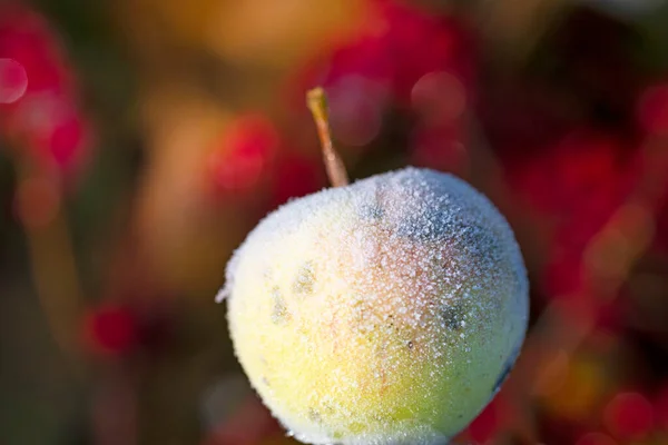 Les Pommes Congelées Gisent Dans Neige Pendant Hiver Photo Haute — Photo