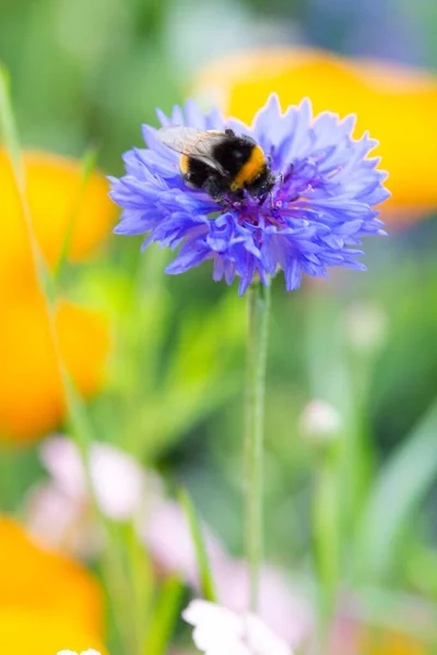 ミツバチはセントーリアの花から花粉を収集します 高品質の写真 — ストック写真