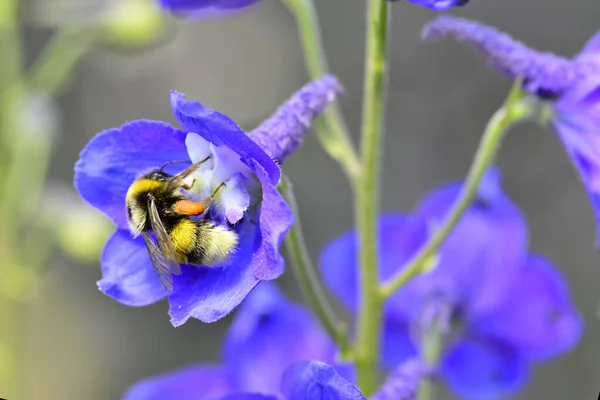 Honeybee Raccoglie Polline Dal Fiore Delphinium Foto Alta Qualità — Foto Stock