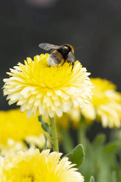 ミツバチはカレンデュラの花から花粉を収集します 高品質の写真 — ストック写真