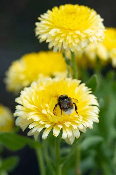 ミツバチはカレンデュラの花から花粉を収集します 高品質の写真 — ストック写真