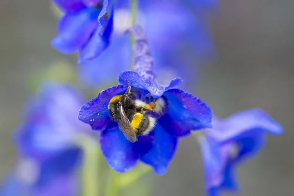 Abeille Domestique Recueille Pollen Fleur Delphinium Photo Haute Qualité — Photo