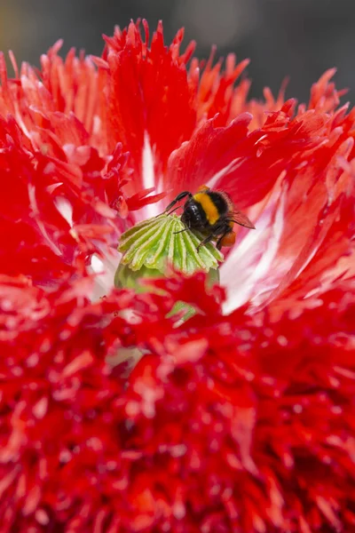 Abeille Miel Recueillant Pollen Une Fleur Pavot Rouge Photo Haute — Photo