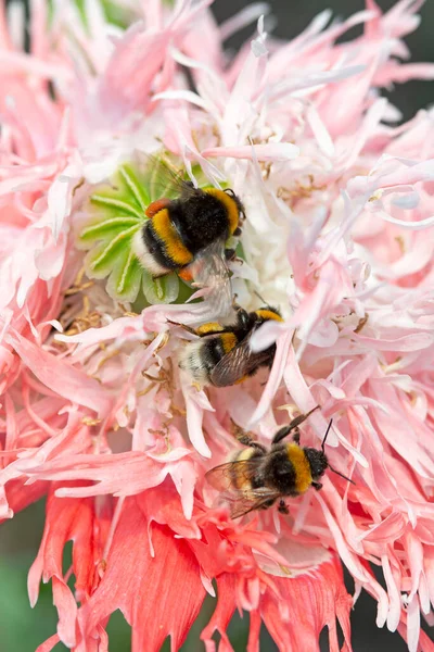 Медоносные Пчелы Собирают Пыльцу Макового Цветка — стоковое фото