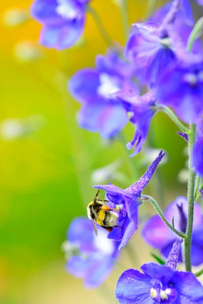 Медовая Пчела Собирает Пыльцу Цветка Дельфиния Высокое Качество Фото — стоковое фото
