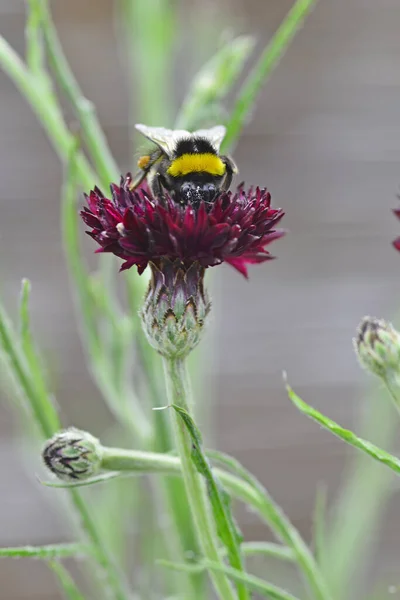 Honeybee Raccoglie Polline Centaurea Blackboy Fiore Foto Alta Qualità — Foto Stock