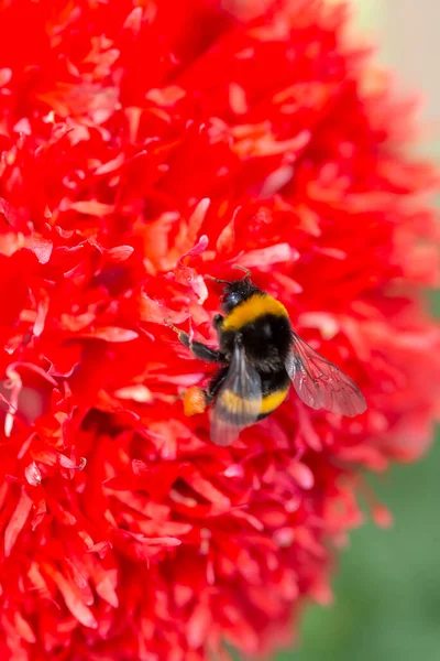Abeille Miel Recueillant Pollen Une Fleur Pavot Rouge Photo Haute — Photo