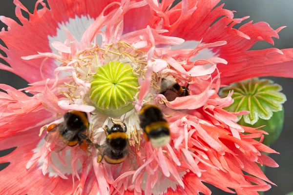 ポピーの花から花粉を集めるミツバチ 高品質の写真 — ストック写真