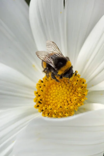 Abeille Domestique Recueille Pollen Une Fleur Blanche Cosmos Photo Haute — Photo