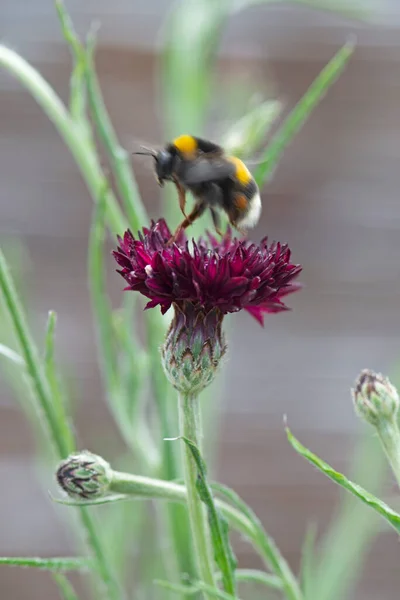 ミツバチはセントーリア ブラックボーイの花から花粉を収集します 高品質の写真 — ストック写真