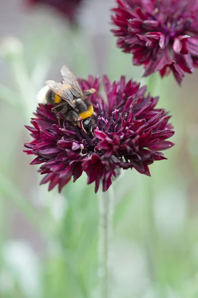 Méhecske Virágport Gyűjt Kentaurea Fekete Fiúvirágból Kiváló Minőségű Fénykép — Stock Fotó