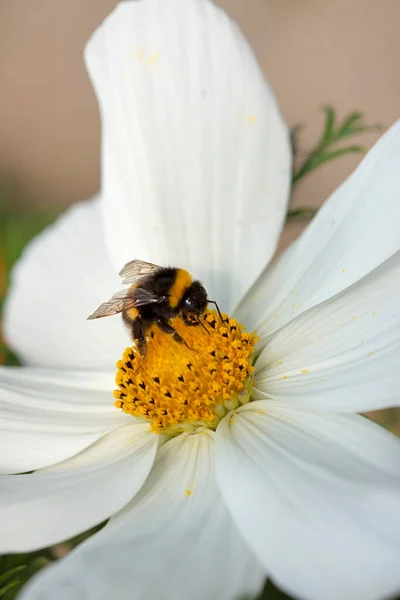 Abeille Domestique Recueille Pollen Une Fleur Blanche Cosmos Photo Haute — Photo
