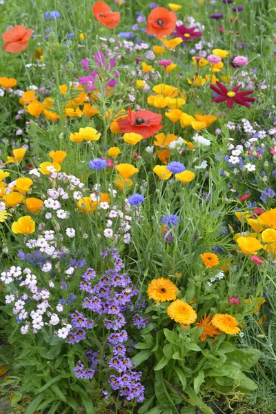 在五彩斑斓的草地上混合着野花和罂粟花 高质量的照片 免版税图库照片