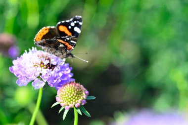 Mavi bir Scabiosa çiçeğinin üstündeki kral kelebeği. Yüksek kalite fotoğraf