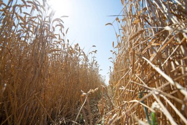 Buğday tarlası, Hollanda 'da mısır tarlası. Yüksek kalite fotoğraf