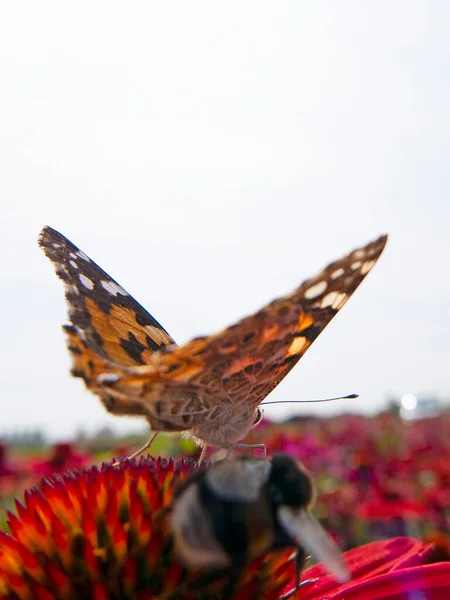 Πεταλούδα Του Μονάρχη Πάνω Από Ένα Ηλιοτρόπιο Υψηλής Ποιότητας Φωτογραφία — Φωτογραφία Αρχείου