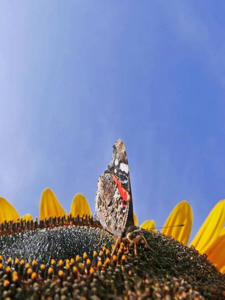 Πεταλούδα Monarch Στην Κορυφή Ενός Ηλιοτρόπιου Υψηλής Ποιότητας Φωτογραφία — Φωτογραφία Αρχείου