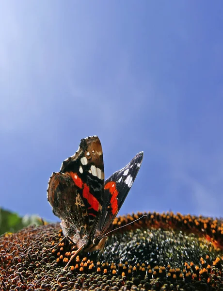 Borboleta Monarca Cima Girassol Foto Alta Qualidade — Fotografia de Stock