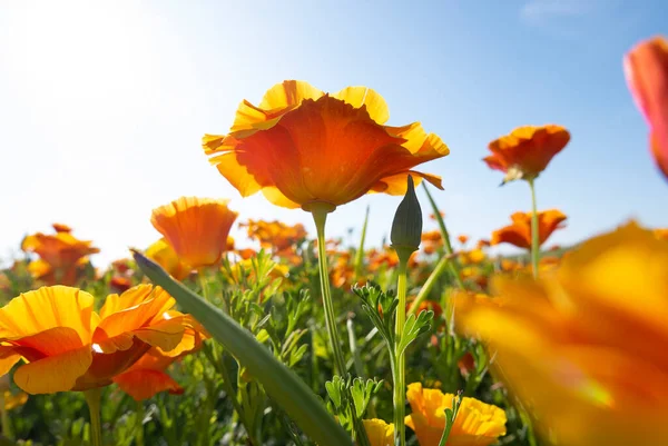 Orangen Calafornia Mohn Einem Blühenden Feld Hochwertiges Foto — Stockfoto