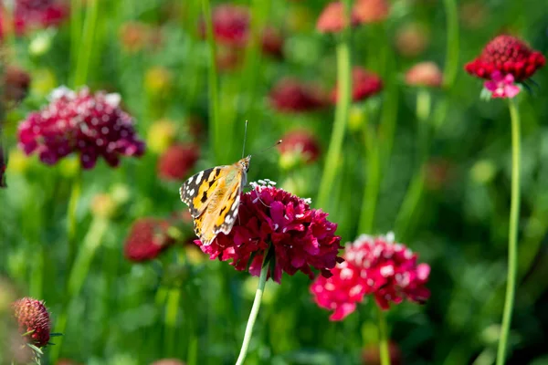 Papillon Monarque Sur Une Fleur Rouge Scabiosa Photo Haute Qualité — Photo