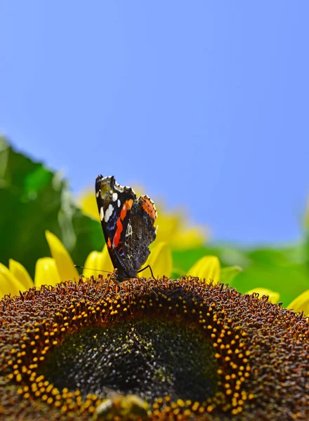 Monark Fjäril Ovanpå Solros Högkvalitativt Foto — Stockfoto