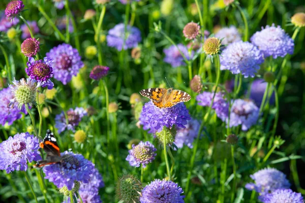 Papillon Monarque Sur Une Fleur Bleue Scabiosa Photo Haute Qualité — Photo