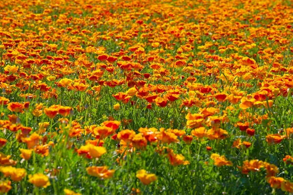 Orange Calafornia Poppies Flowering Field 고품질 — 스톡 사진