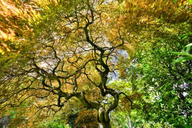 Güzel ağaç bahçesi, Grugapark Almanya. Yüksek kalite fotoğraf