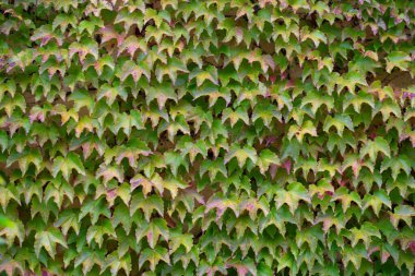 Partenosissus yaprakları Sardunya 'da bir duvara tırmanıyor. Yüksek kalite fotoğraf