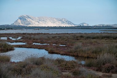 Güneşli bir günde, flamingolu San Teodoro göleti. Yüksek kalite fotoğraf