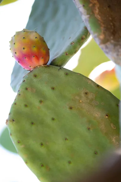 Prickly pear cactus close up with fruit in red color, cactus spines. High quality photo
