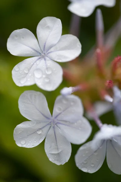 Plumbago flowers, the flowers are small and many, Sardinia Italy. High quality photo