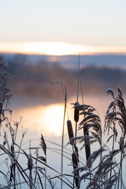 Broadleaf kanat kuyruğu güzel kış sabahı gündoğumunda. Yüksek kalite fotoğraf