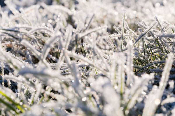 Hoarfrost on frozen grass with soft focus background. High quality photo