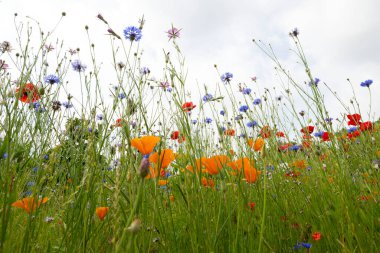 Rüzgâr tarafından sürüklenen yüksek gelincikler tarlası. Yüksek kalite fotoğraf