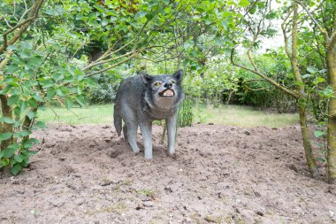 Oertijdmuseum-Boxtel-12-06-2022: Hollanda 'daki müzenin dışındaki kurt. Yüksek kalite fotoğraf