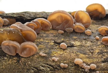 Forest mushrooms edible mushroom Auricularia auricula judae, Latin for Judass Ear, known as the Jews ear, black wood ear, jelly ear, pepeao. High quality photo