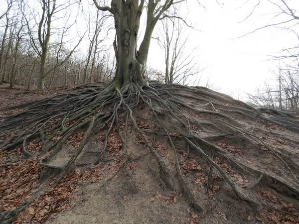 Roots from a tree in the forest, the Netherlands. High quality photo